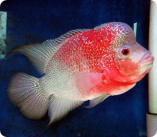 Flowerhorn - Faded Red Golden Monkey - 2-3 inch